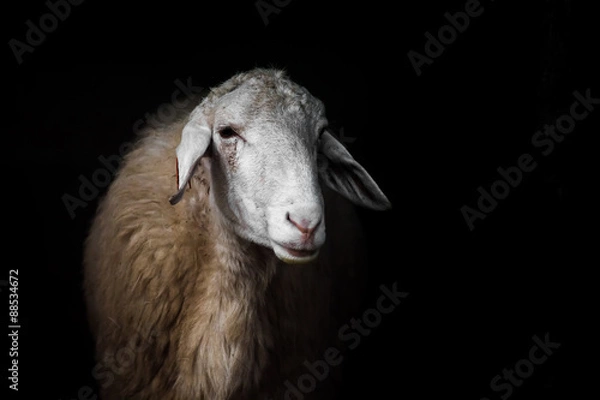 Fototapeta Sheep portrait on black background.