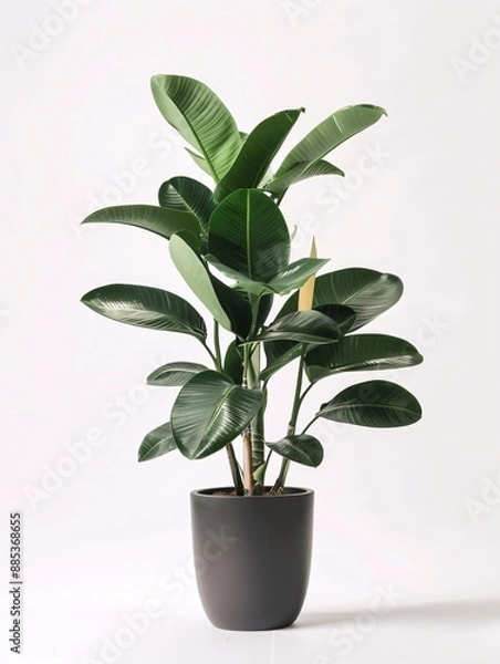 Fototapeta A single large ornamental plant in an elegant pot, displayed against a pristine white background
