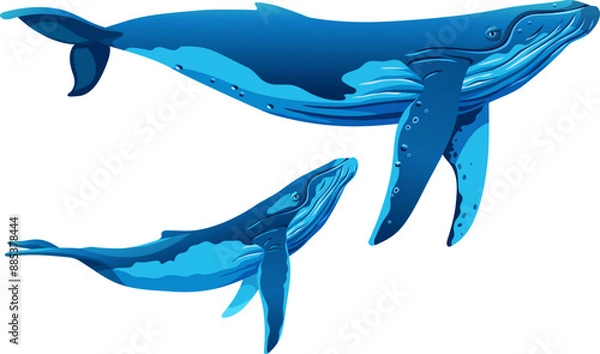 Obraz Humpback whale with calf. Minke whales. Vector cartoon character isolated on white background. Game object for computer games, printing, notebooks.