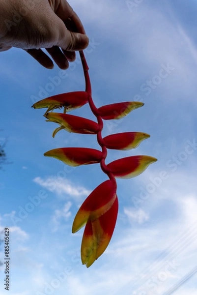 Obraz hand holding a flower
