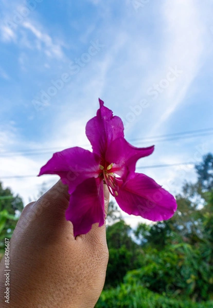 Obraz flower in hand in the sky background
