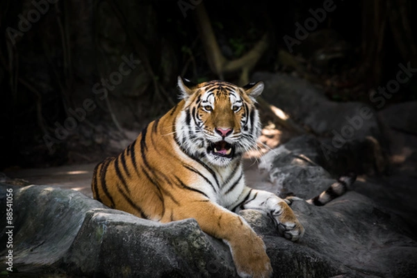 Obraz Bengal tiger