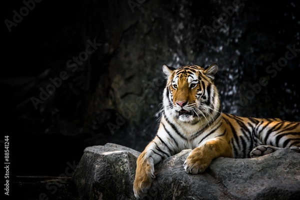 Obraz Tygrys bengalski