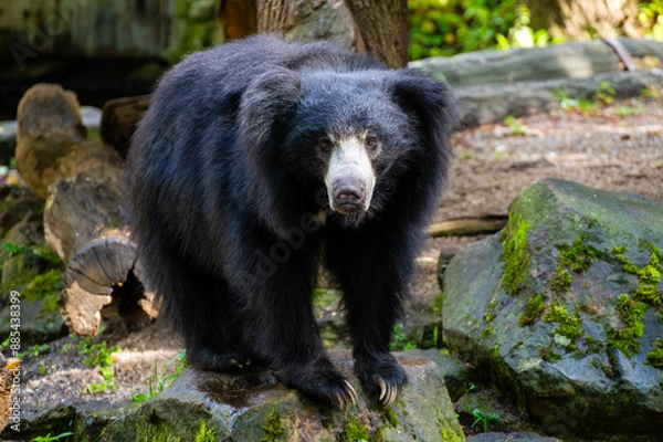 Obraz The sloth bear (Melursus ursinus)