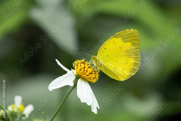 Fototapeta Butterflies and flowers in the park.