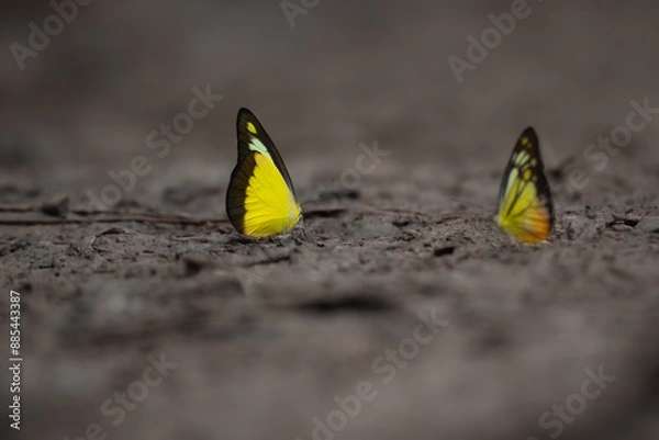Fototapeta Colorful butterfly in the park.
