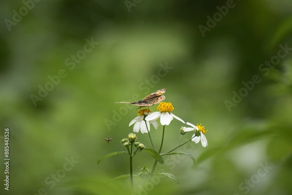 Fototapeta Butterflies and flowers in the park.