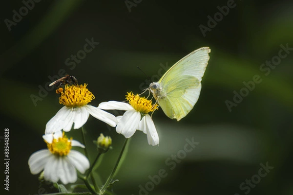 Fototapeta Butterflies and flowers in the park.