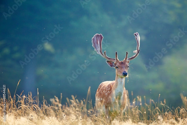 Obraz A fallow deer Buck on summers morning