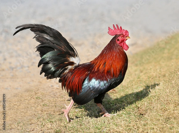 Obraz  Beautiful multi-colored rooster