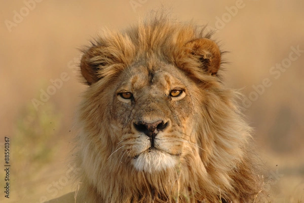 Obraz Male Lion looking directly at viewer