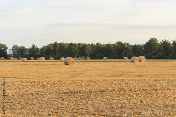 Fototapeta Erntezeit