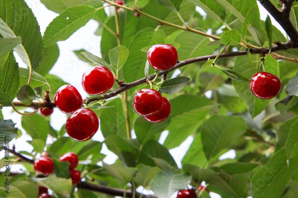 Obraz Cherries on the tree