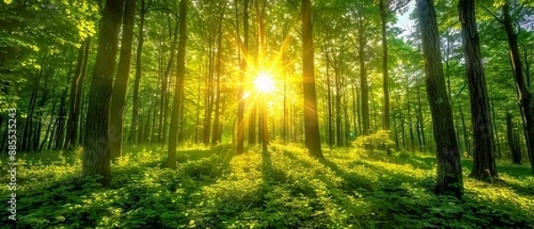 Obraz Forest with sun shining through trees.