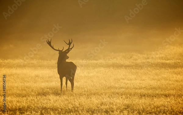 Obraz silhouetted red deer stag in the mist