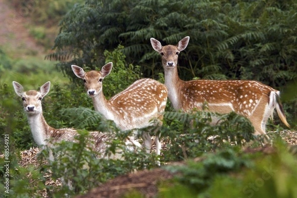 Obraz spotted me, three fallow deer does watching me