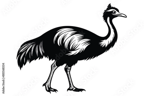 Fototapeta Cassowary in black color O.eps
