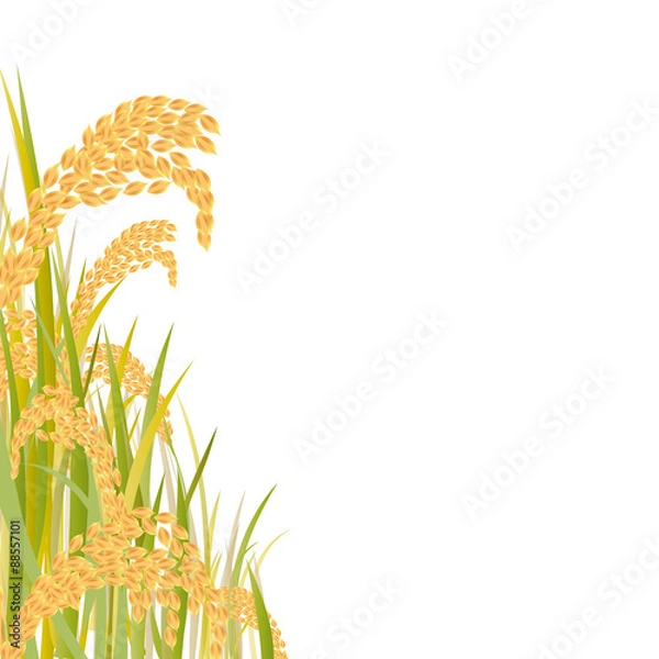 Obraz 稲穂　秋　収穫　米 