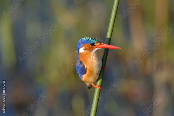 Obraz Malachite Kingfisher perched on a reed in the Okavango Delta