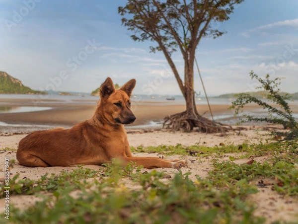 Fototapeta Dog is lie down and play on the beach in summer in Thailand.