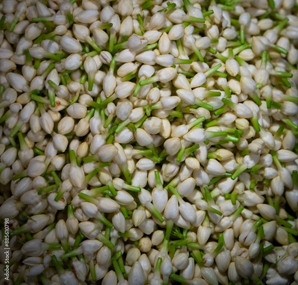 Obraz Mogra Jasmine flower bud bunch in a flower market