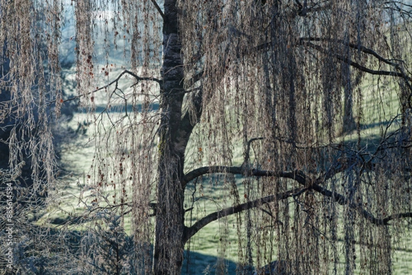Obraz Willow tree branches with frost