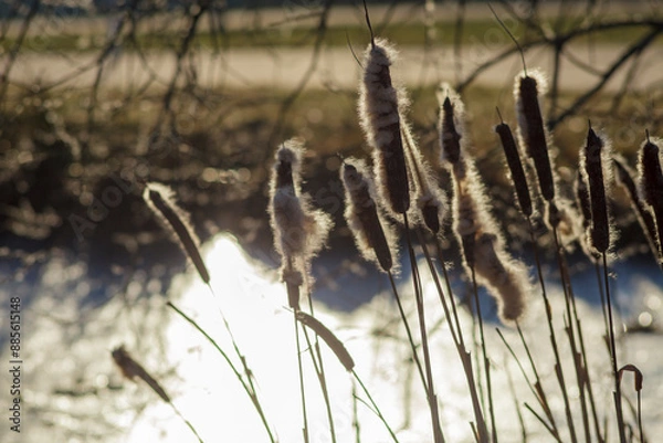 Obraz Cattails by a sunlit pond