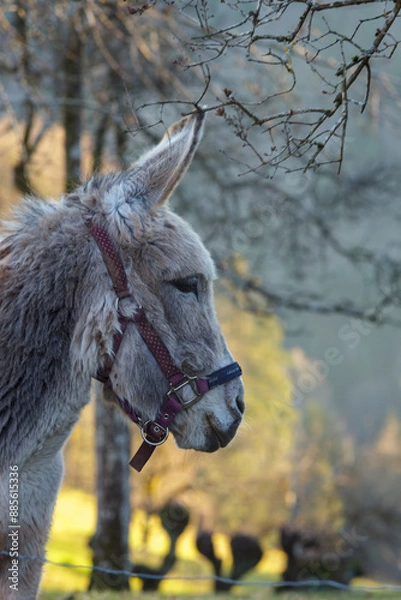 Fototapeta Portrait of a donkey with a harness