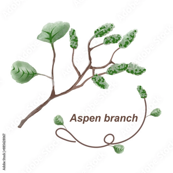 Obraz Aspen branch on isolated background