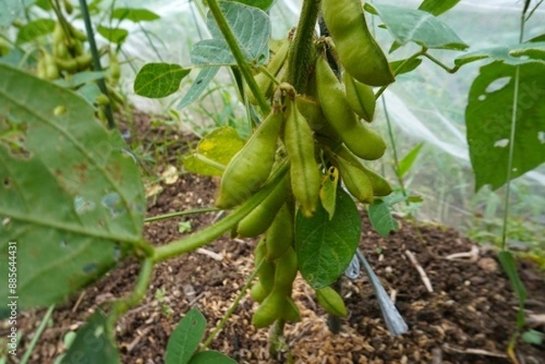 Obraz 収穫直前の枝豆
