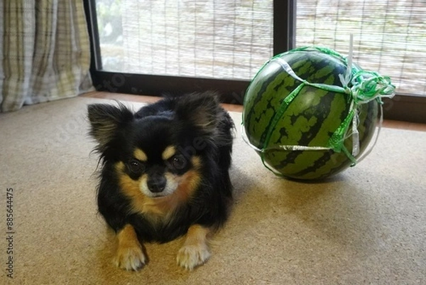 Obraz 窓辺の小さいチワワと大きい西瓜