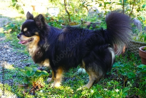 Obraz 木陰に立つロングコートチワワの横姿