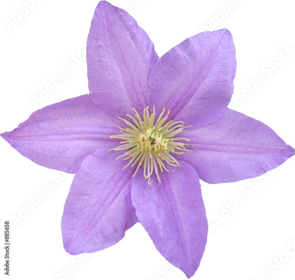 Fototapeta clématite