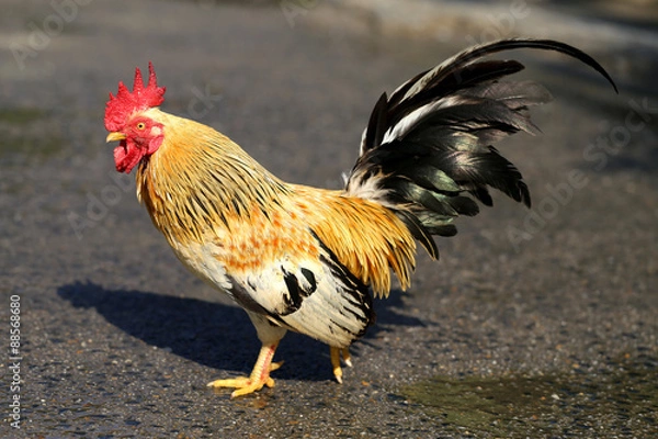 Obraz  Beautiful multi-colored rooster
