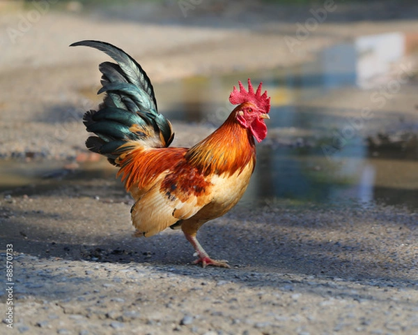 Obraz  Beautiful multi-colored rooster