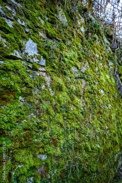 Obraz Green moss on a concrete surface