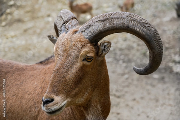 Obraz Portrait of barbary sheep