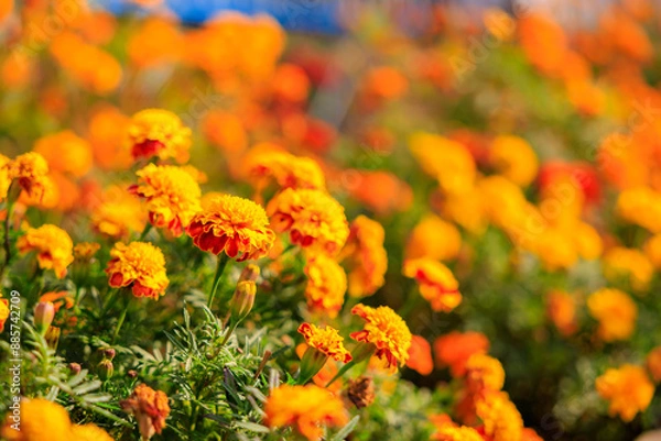 Fototapeta A field of orange flowers with a blue sky in the background