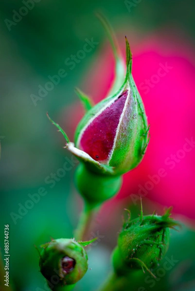 Obraz pink rose bud