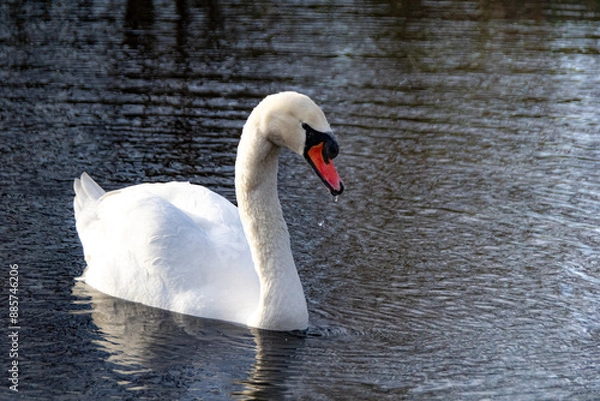 Obraz A graceful swan gliding on calm water. A peaceful and elegant moment in nature, reflecting the beauty and serenity of wildlife