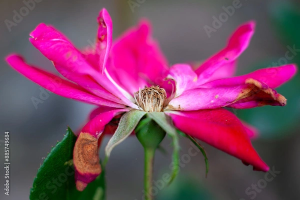 Obraz A rose is a rose