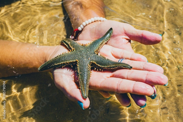 Fototapeta woman hands holding a starfish on ria formosa beach in algarve during the summer vacations
