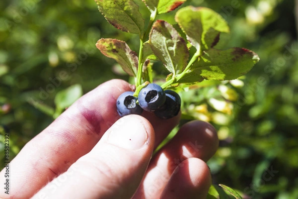Obraz Picking blueberries