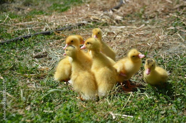 Fototapeta Little yellow ducklings on the street selective focus