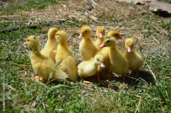 Fototapeta Little yellow ducklings on the street selective focus