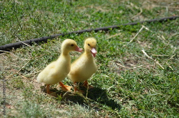 Fototapeta Little yellow ducklings on the street selective focus