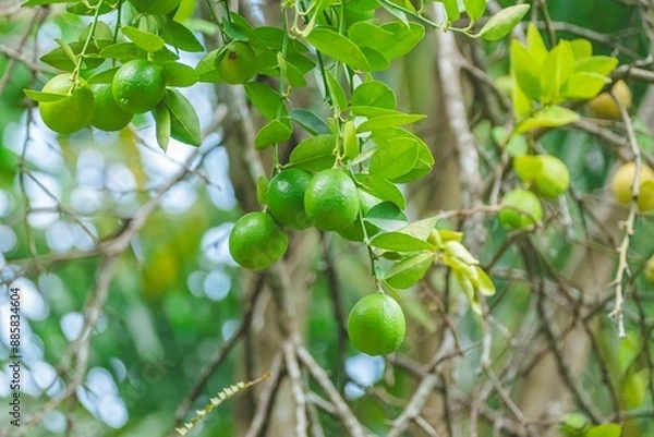 Obraz green lemons in the tree