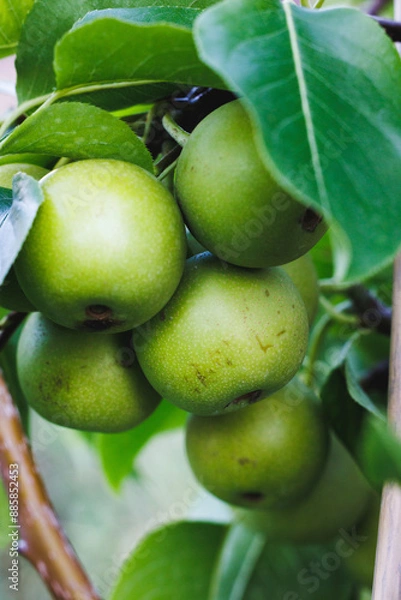 Fototapeta Close-Up of Green Pears on a Tree Branch in Orchard
