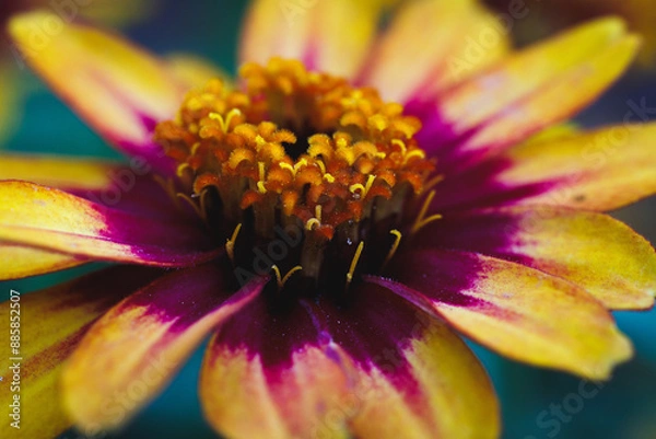 Fototapeta Close-Up View of Colorful Flower in Full Bloom