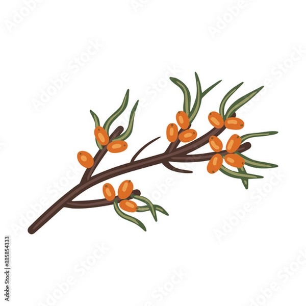Fototapeta Vector isolated element. A branch of sea buckthorn. Berry. Autumn time. Harvesting. Color image on a white background. The print is used for packaging design.